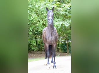 Oldenburg, Castrone, 3 Anni, 169 cm, Morello