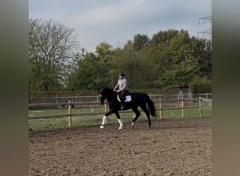 Oldenburg, Castrone, 3 Anni, 170 cm, Baio scuro