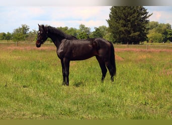 Oldenburg, Castrone, 3 Anni, 170 cm, Baio scuro