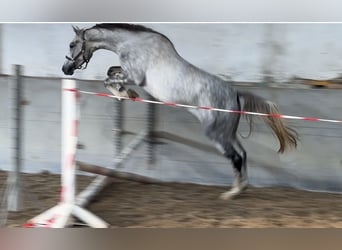 Oldenburg, Castrone, 3 Anni, 170 cm, Grigio