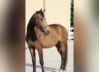 Oldenburg, Castrone, 3 Anni, 170 cm, Pelle di daino