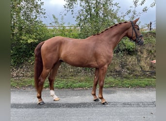 Oldenburg, Castrone, 3 Anni, 170 cm, Sauro