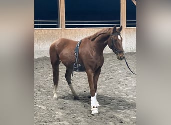 Oldenburg, Castrone, 3 Anni, 170 cm, Sauro