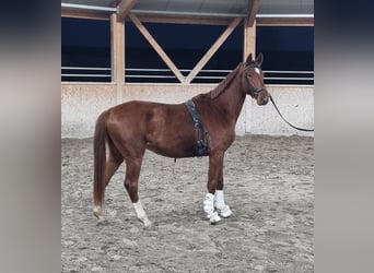 Oldenburg, Castrone, 3 Anni, 170 cm, Sauro