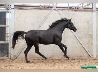 Oldenburg, Castrone, 3 Anni, 170 cm, Sauro scuro