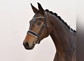 Oldenburg, Castrone, 3 Anni, 171 cm, Baio scuro