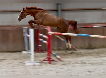 Oldenburg, Castrone, 3 Anni, 172 cm