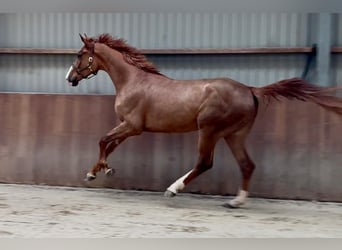 Oldenburg, Castrone, 3 Anni, 172 cm