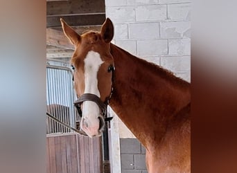 Oldenburg, Castrone, 3 Anni, 172 cm, Sauro