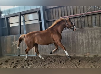 Oldenburg, Castrone, 3 Anni, 172 cm, Sauro