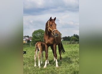 Oldenburg, Castrone, 3 Anni, 173 cm, Sauro