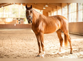 Oldenburg, Castrone, 3 Anni, 173 cm, Sauro