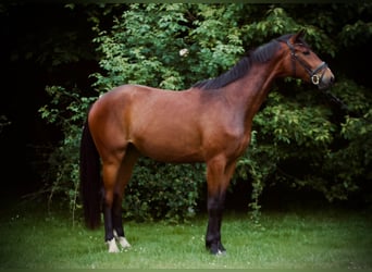 Oldenburg, Castrone, 3 Anni, 174 cm, Baio