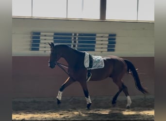 Oldenburg, Castrone, 3 Anni, 174 cm, Baio