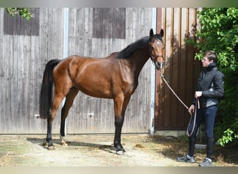 Oldenburg, Castrone, 3 Anni, 174 cm, Baio