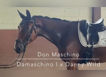 Oldenburg, Castrone, 3 Anni, 174 cm, Baio