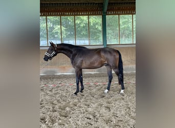 Oldenburg, Castrone, 3 Anni, 174 cm, Baio scuro