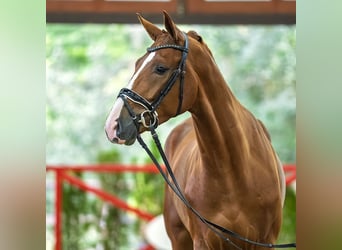 Oldenburg, Castrone, 3 Anni, 174 cm, Sauro