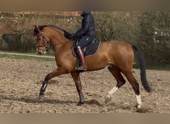 Oldenburg, Castrone, 3 Anni, Baio