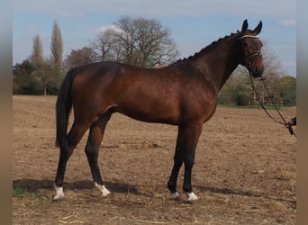 Oldenburg, Castrone, 3 Anni, Baio