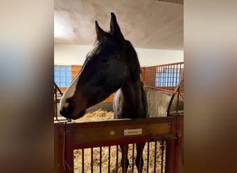 Oldenburg, Castrone, 3 Anni, Baio scuro