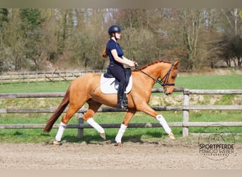 Oldenburg, Castrone, 4 Anni, 158 cm, Sauro