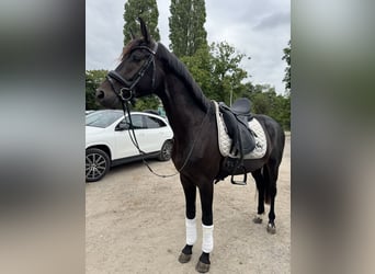 Oldenburg, Castrone, 4 Anni, 160 cm, Morello