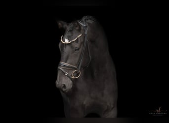 Oldenburg, Castrone, 4 Anni, 162 cm, Baio nero