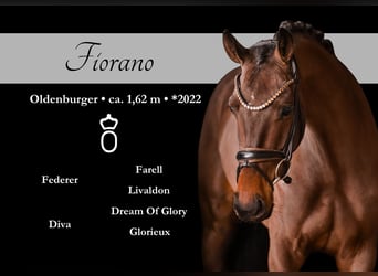 Oldenburg, Castrone, 4 Anni, 162 cm, Baio scuro