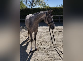 Oldenburg, Castrone, 4 Anni, 162 cm, Grigio