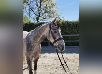 Oldenburg, Castrone, 4 Anni, 162 cm, Grigio