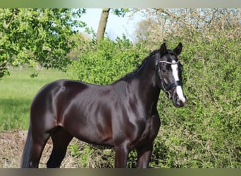 Oldenburg, Castrone, 4 Anni, 162 cm, Morello