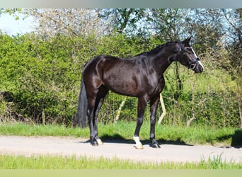 Oldenburg, Castrone, 4 Anni, 162 cm, Morello