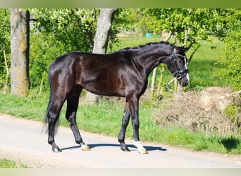 Oldenburg, Castrone, 4 Anni, 162 cm, Morello