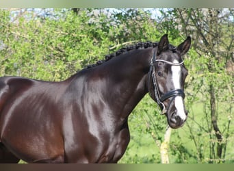 Oldenburg, Castrone, 4 Anni, 162 cm, Morello
