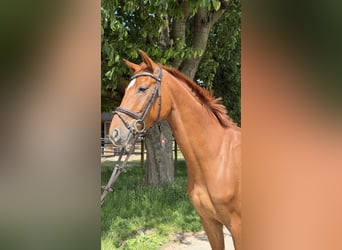 Oldenburg, Castrone, 4 Anni, 162 cm, Sauro