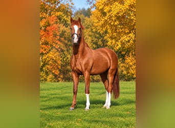 Oldenburg, Castrone, 4 Anni, 162 cm, Sauro