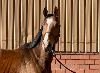Oldenburg, Castrone, 4 Anni, 164 cm, Baio