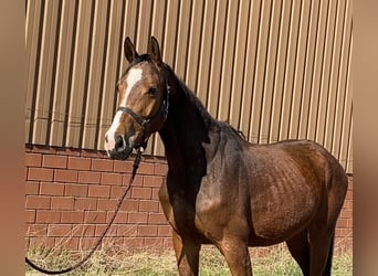 Oldenburg, Castrone, 4 Anni, 164 cm, Baio
