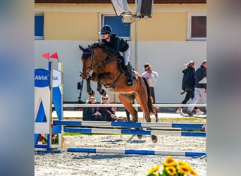 Oldenburg, Castrone, 4 Anni, 164 cm, Baio ciliegia