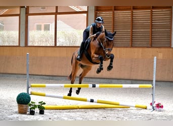 Oldenburg, Castrone, 4 Anni, 164 cm, Baio ciliegia