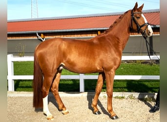 Oldenburg, Castrone, 4 Anni, 164 cm, Sauro