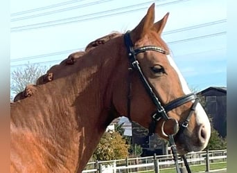 Oldenburg, Castrone, 4 Anni, 164 cm, Sauro