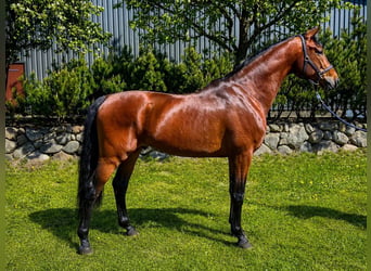Oldenburg, Castrone, 4 Anni, 165 cm, Baio