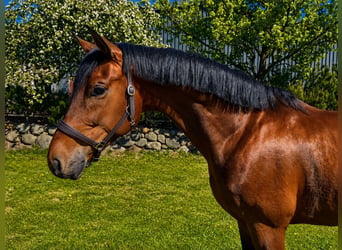 Oldenburg, Castrone, 4 Anni, 165 cm, Baio