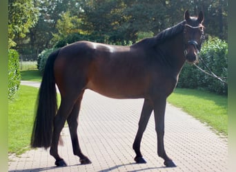 Oldenburg, Castrone, 4 Anni, 165 cm, Baio