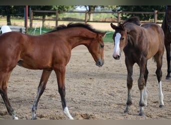 Oldenburg, Castrone, 4 Anni, 165 cm, Baio