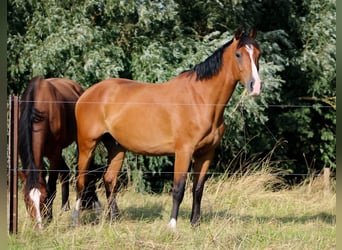 Oldenburg, Castrone, 4 Anni, 165 cm, Baio