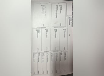Oldenburg, Castrone, 4 Anni, 165 cm, Baio chiaro