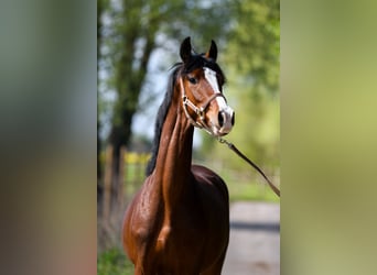 Oldenburg, Castrone, 4 Anni, 165 cm, Baio ciliegia